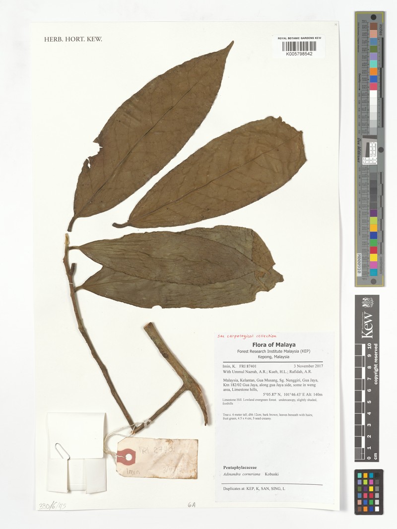 Adinandra corneriana
