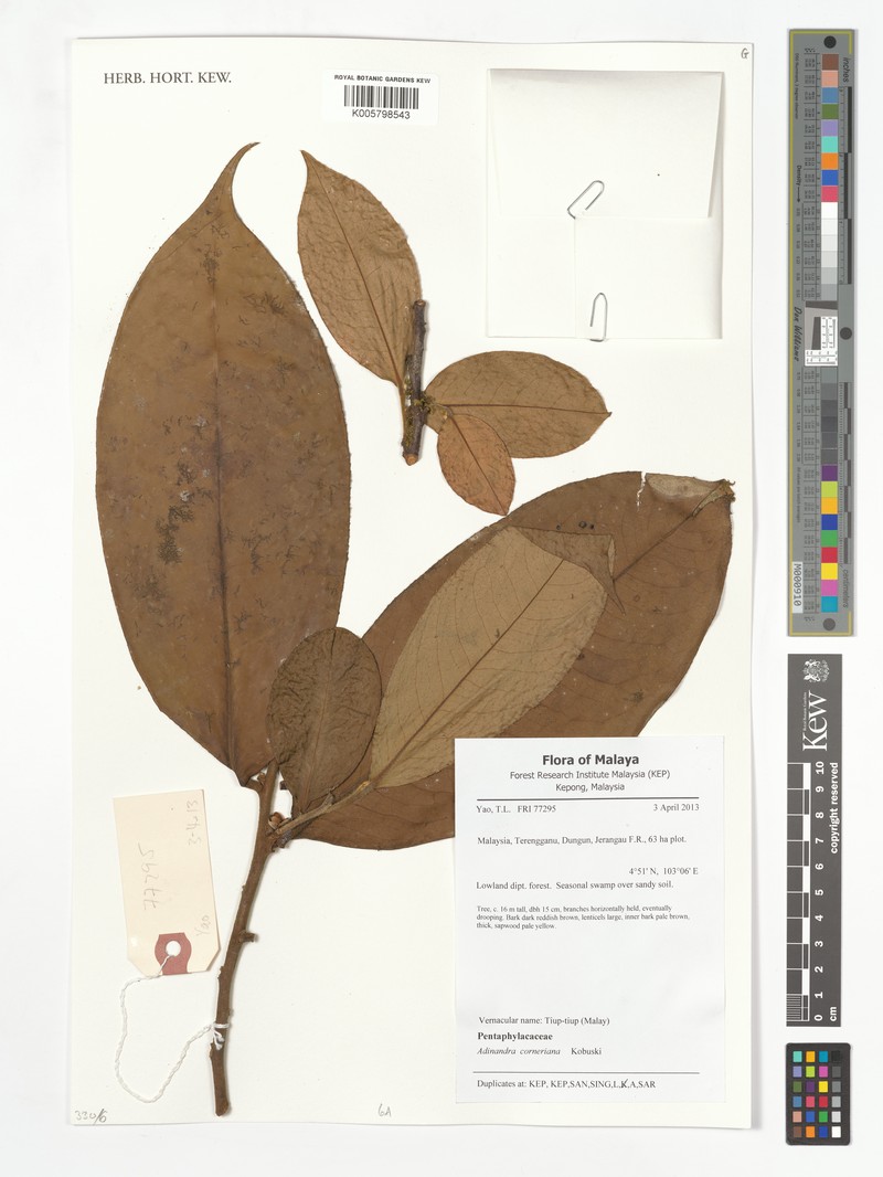 Adinandra corneriana photo 2