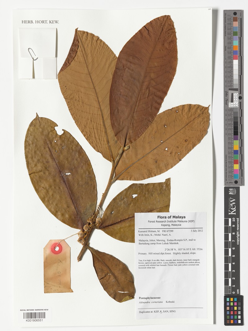 Adinandra corneriana photo 3
