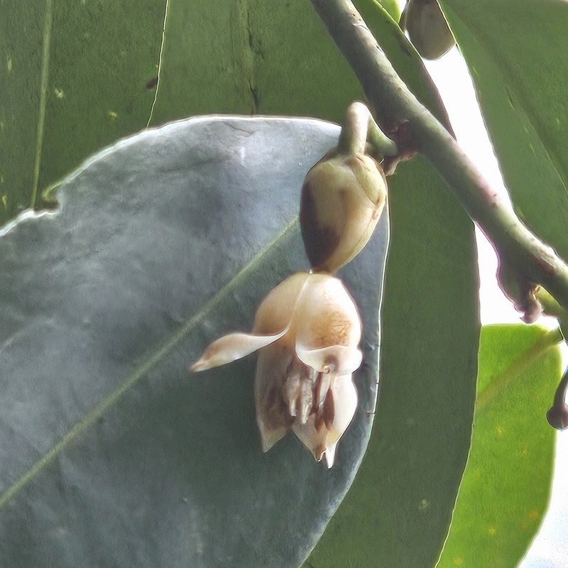 Adinandra dumosa
