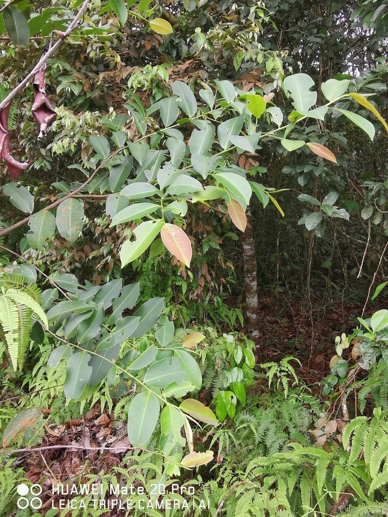 Adinandra dumosa photo 2