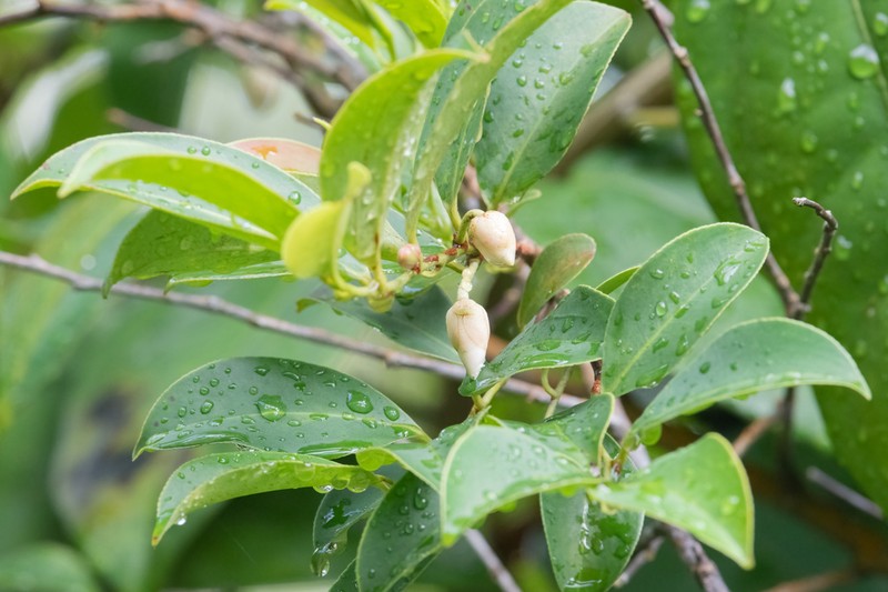 Adinandra dumosa photo 5