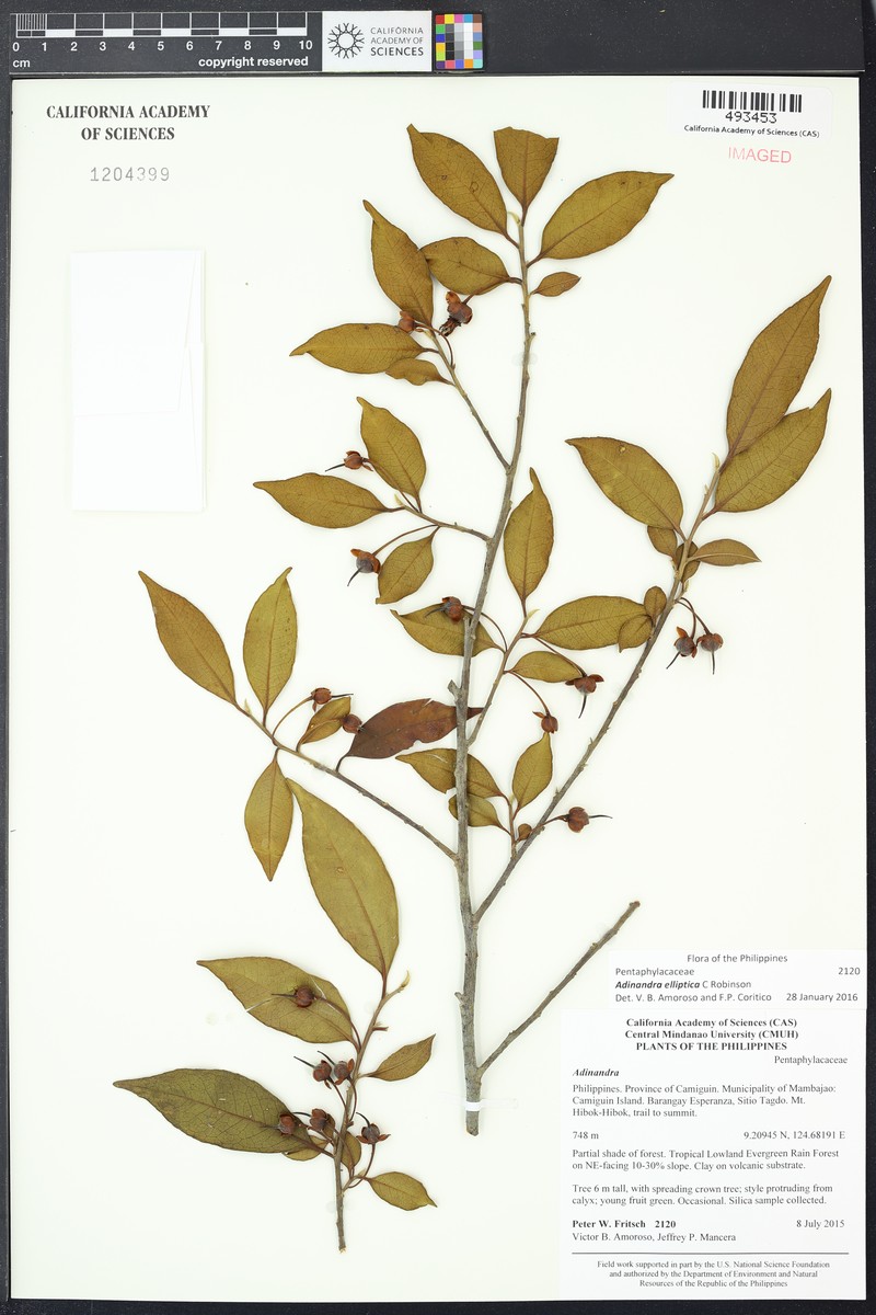Adinandra elliptica