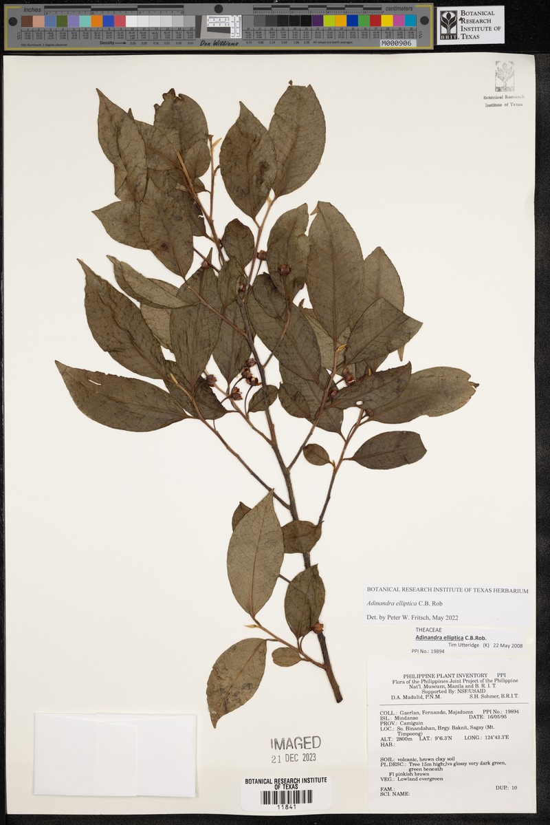 Adinandra elliptica photo 2