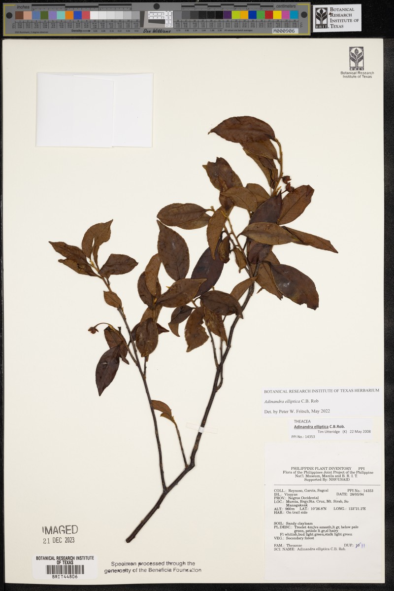 Adinandra elliptica photo 3