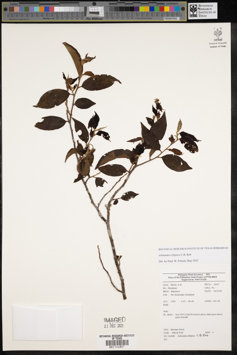 Adinandra elliptica photo 4