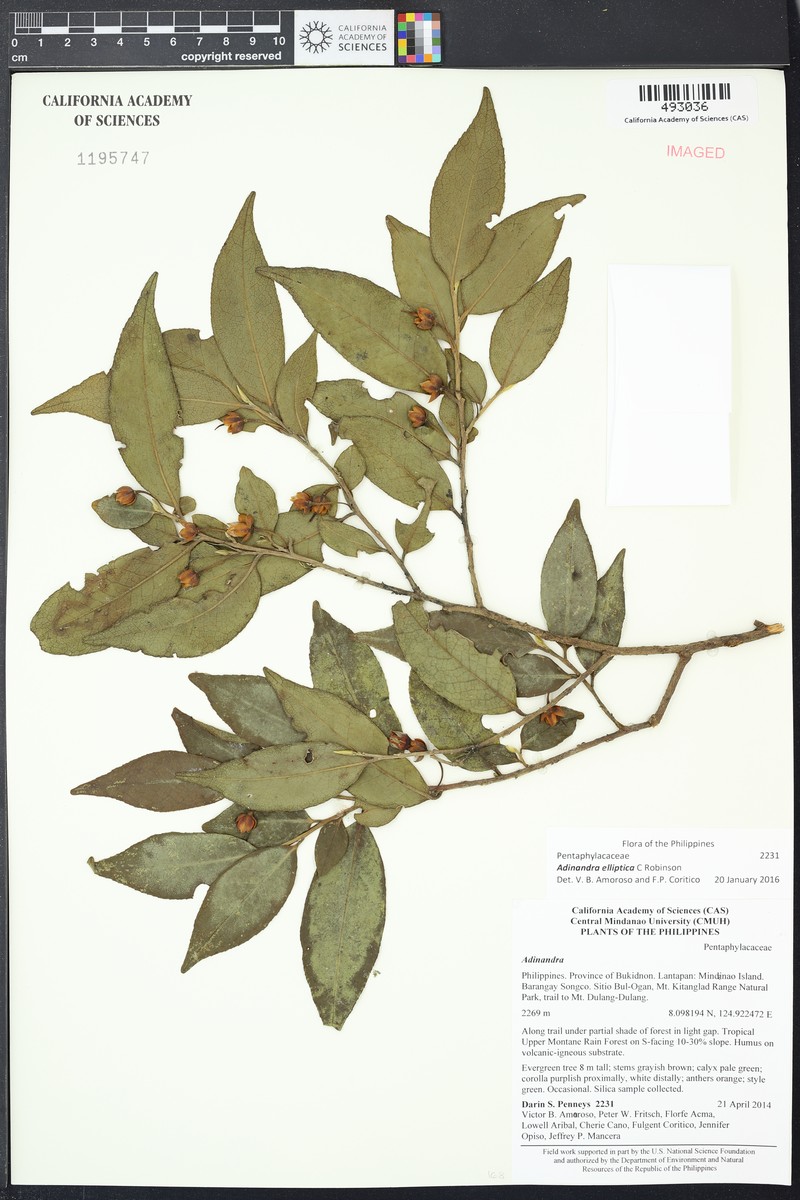 Adinandra elliptica photo 5