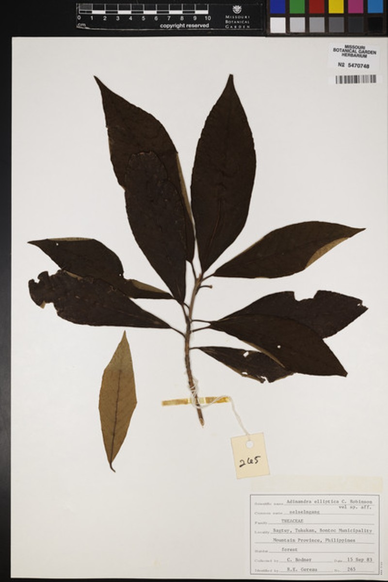 Adinandra elliptica photo 6