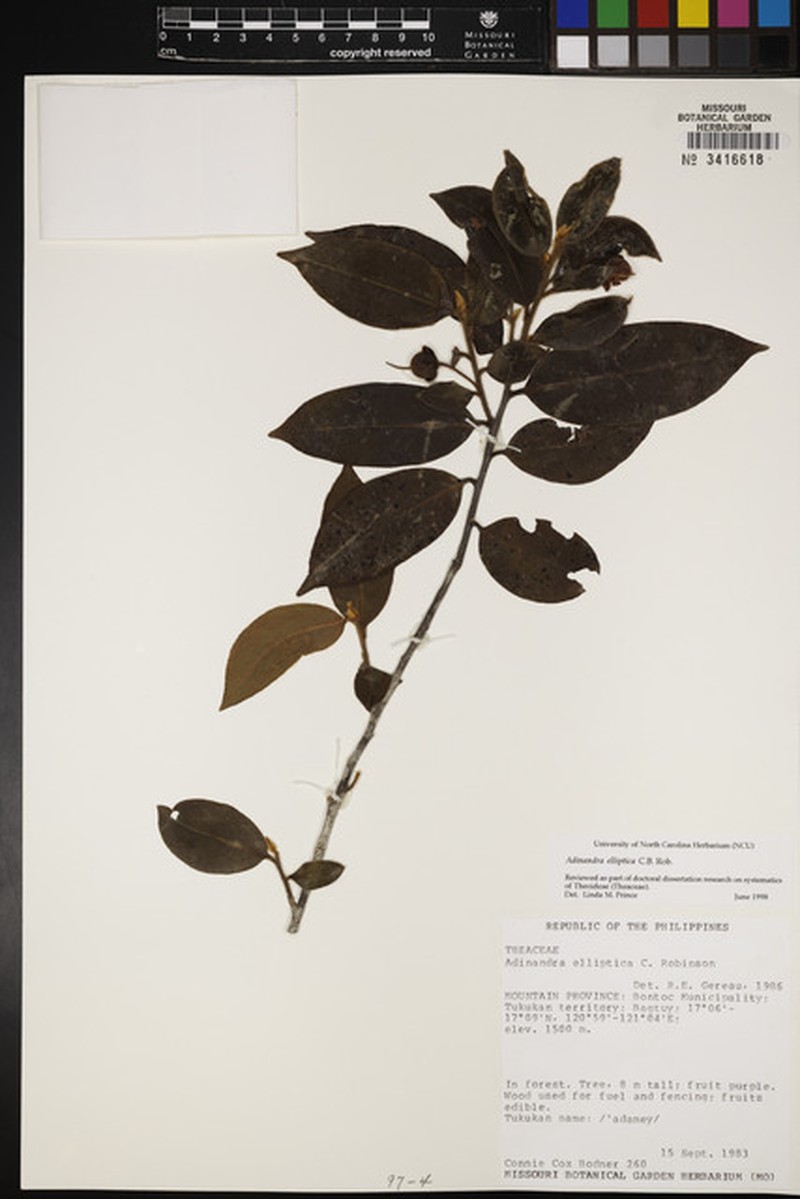 Adinandra elliptica photo 7