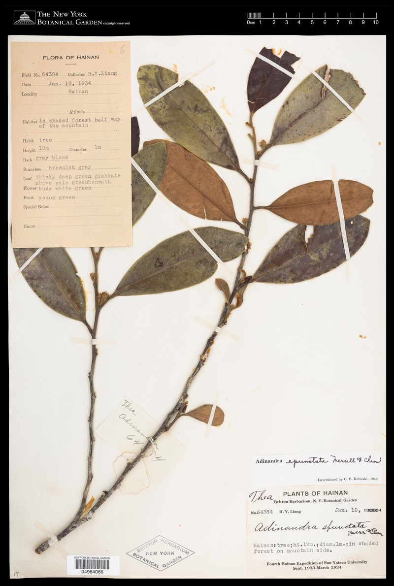 Adinandra epunctata