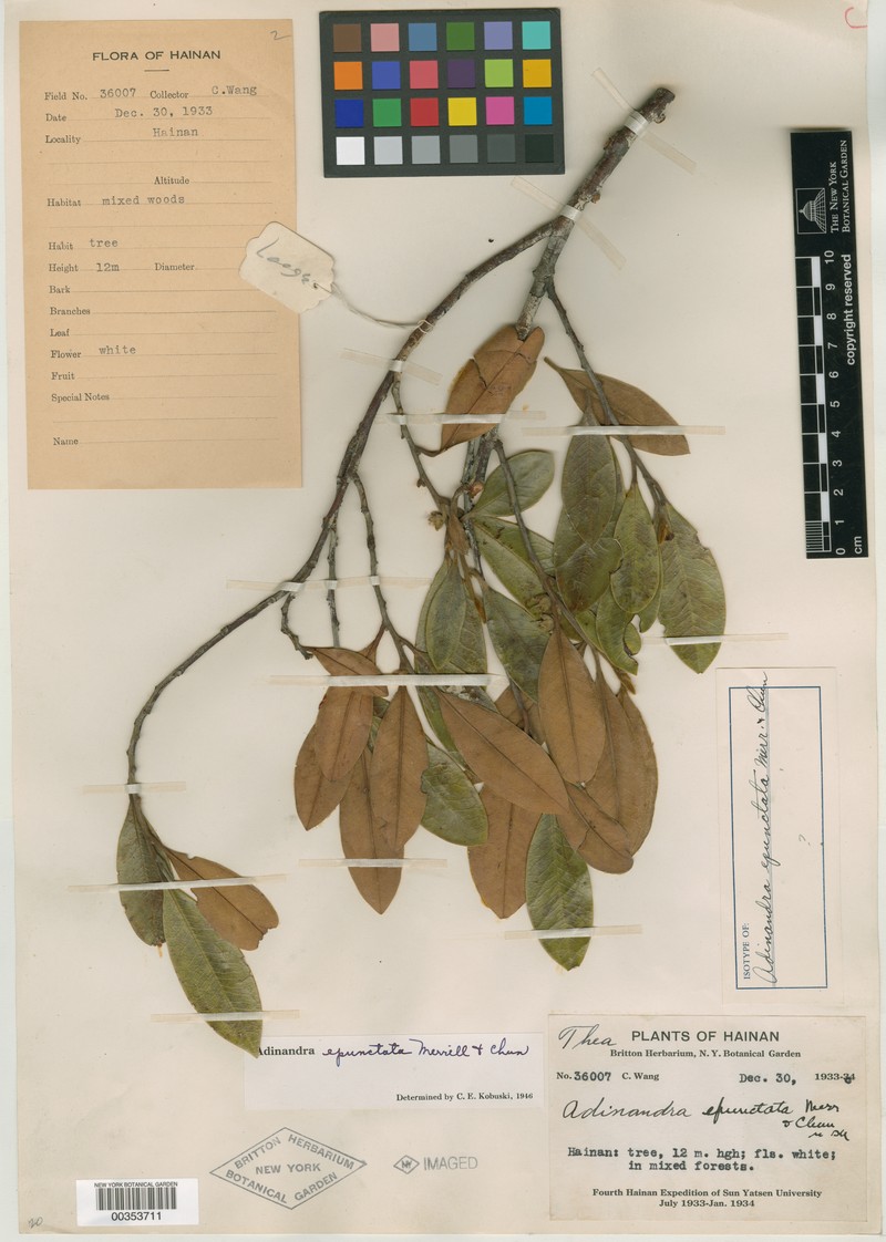 Adinandra epunctata photo 2