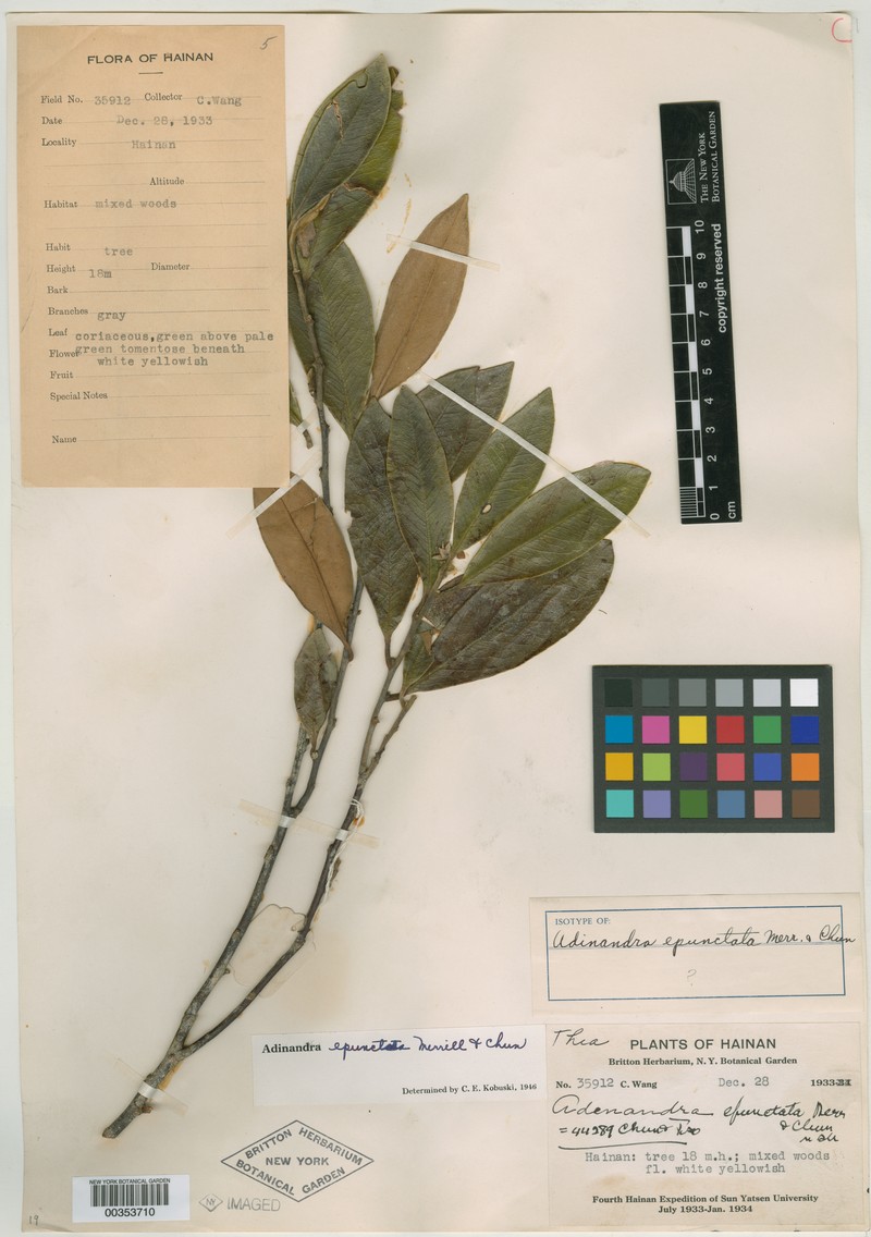 Adinandra epunctata photo 3