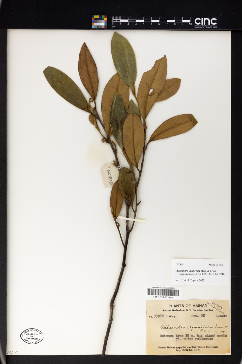 Adinandra epunctata photo 4
