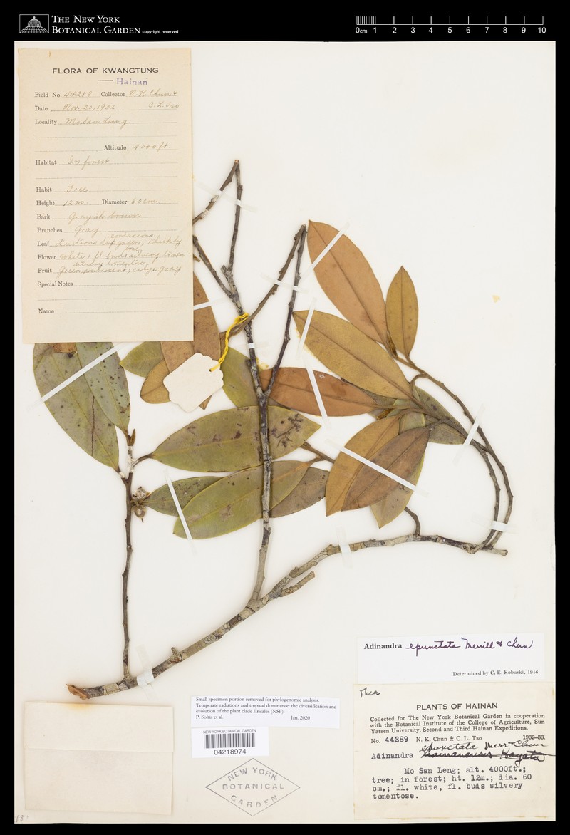 Adinandra epunctata photo 5