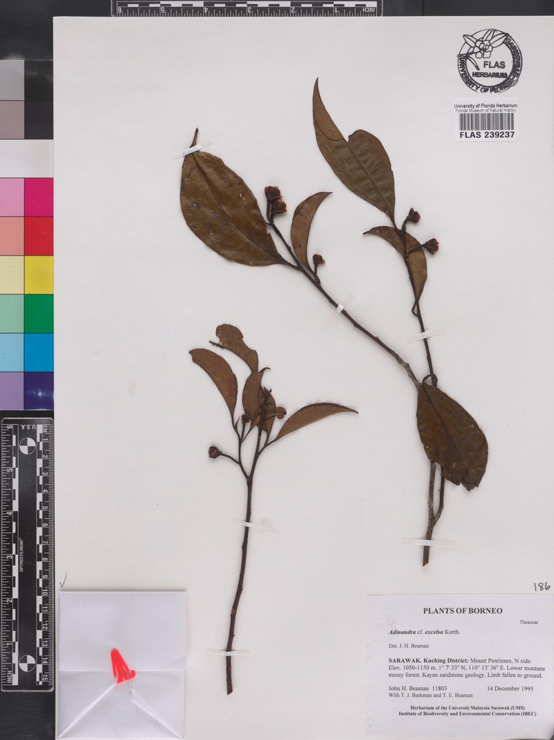 Adinandra excelsa
