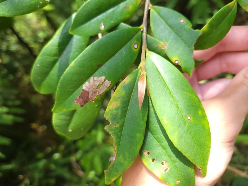 Adinandra formosana