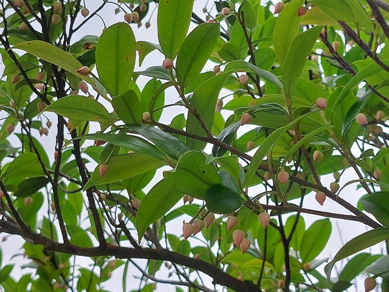 Adinandra formosana photo 2