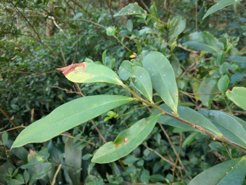 Adinandra formosana photo 3