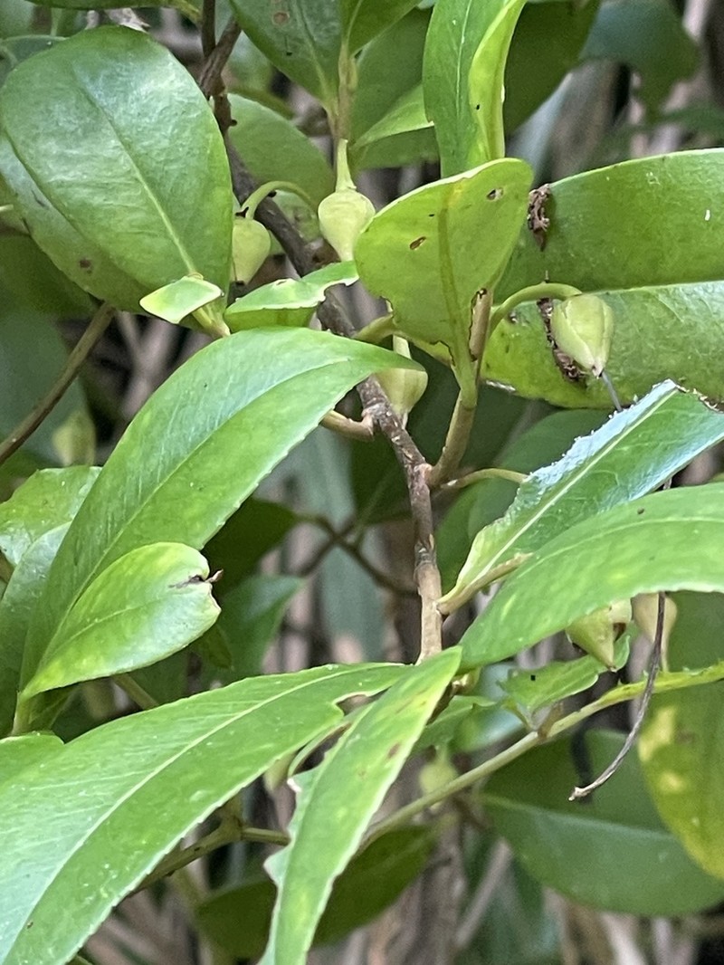 Adinandra formosana photo 5