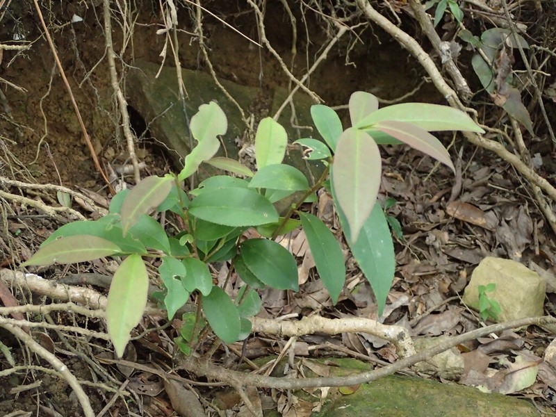 Adinandra formosana photo 6
