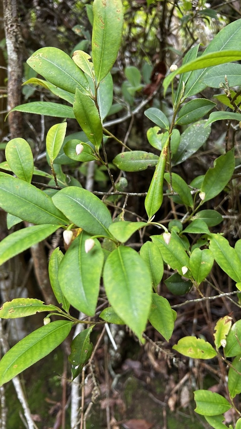 Adinandra formosana photo 7