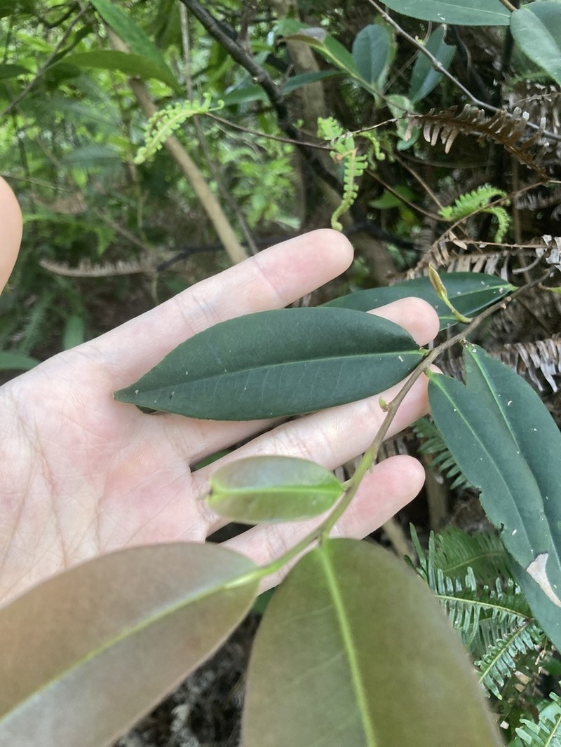 Adinandra formosana photo 8