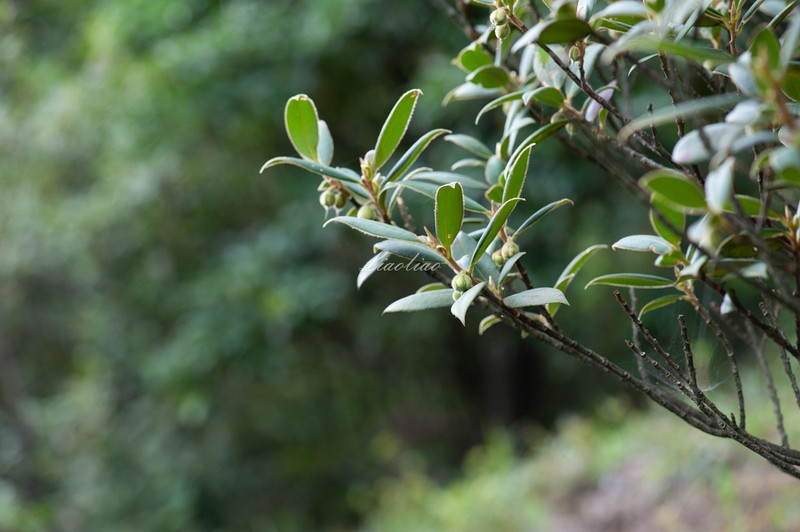 Adinandra glischroloma