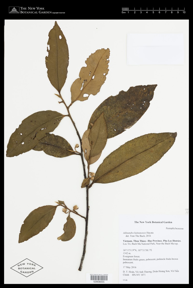 Adinandra hainanensis