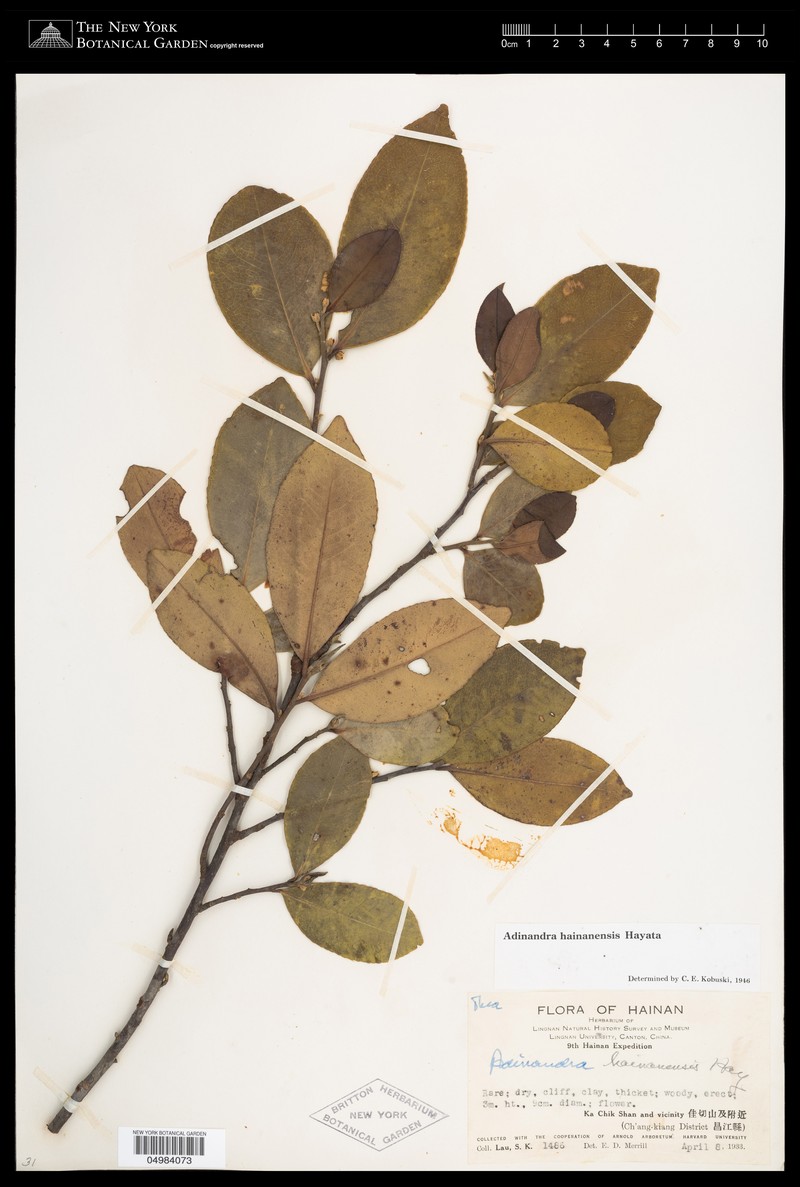 Adinandra hainanensis photo 2