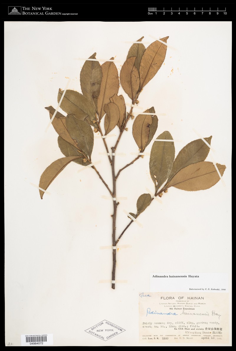 Adinandra hainanensis photo 3
