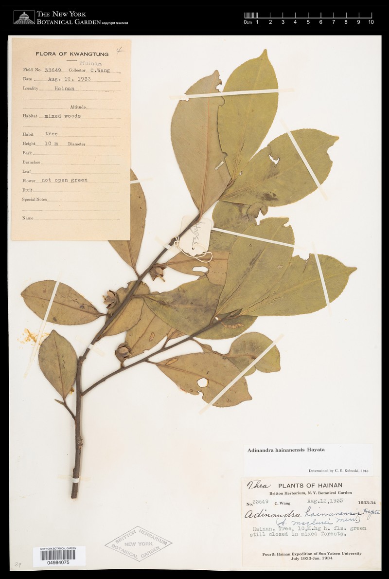 Adinandra hainanensis photo 4