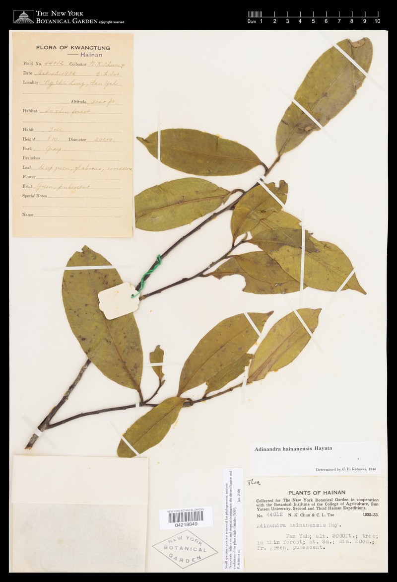 Adinandra hainanensis photo 5