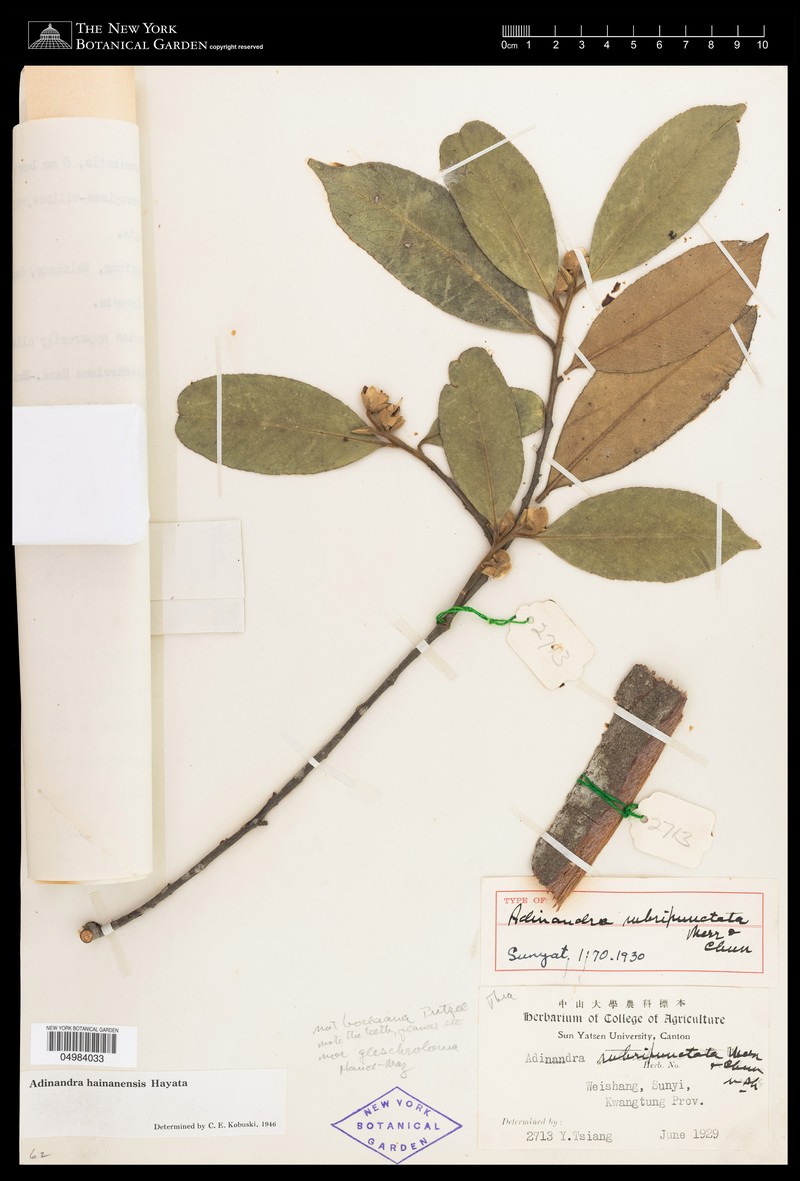 Adinandra hainanensis photo 6
