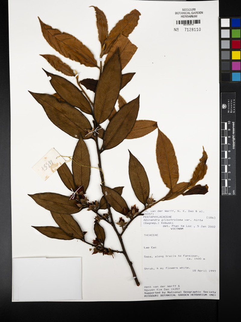 Adinandra hirta