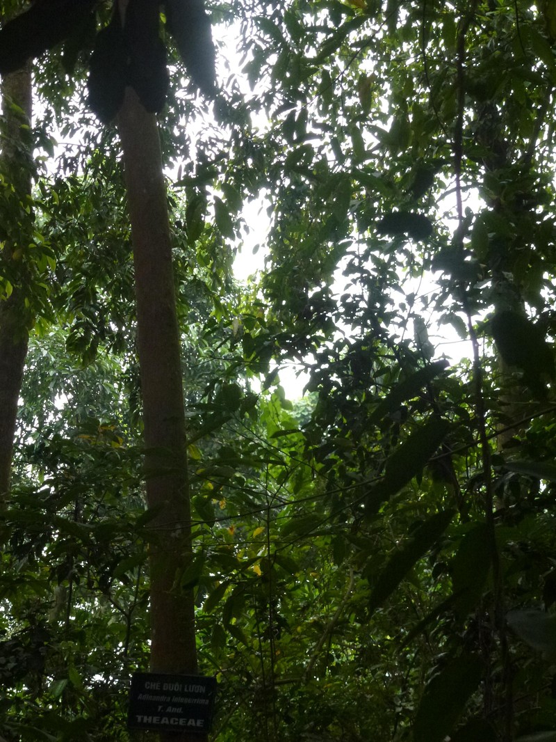 Adinandra integerrima
