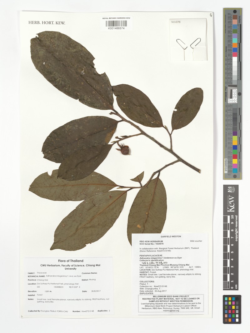 Adinandra integerrima photo 2