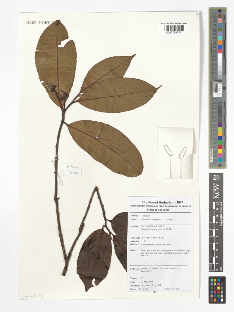 Adinandra integerrima photo 3