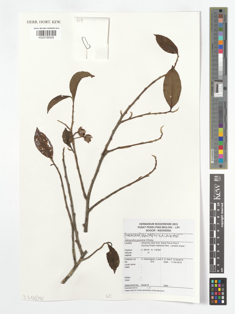 Adinandra javanica