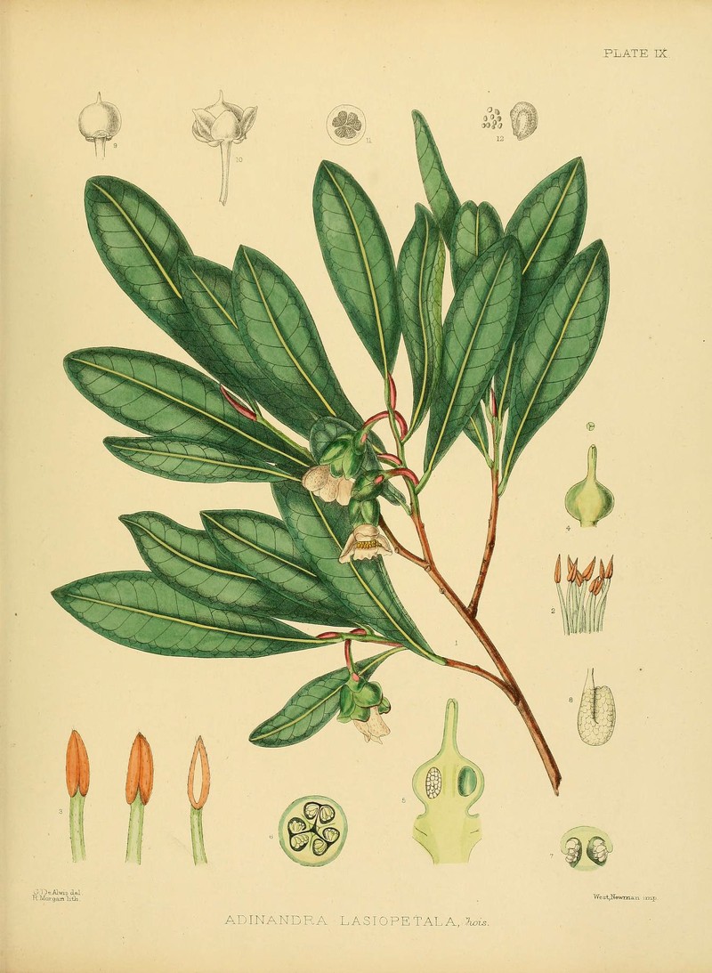 Adinandra lasiopetala