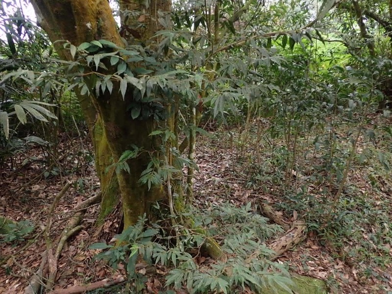 Adinandra lasiostyla