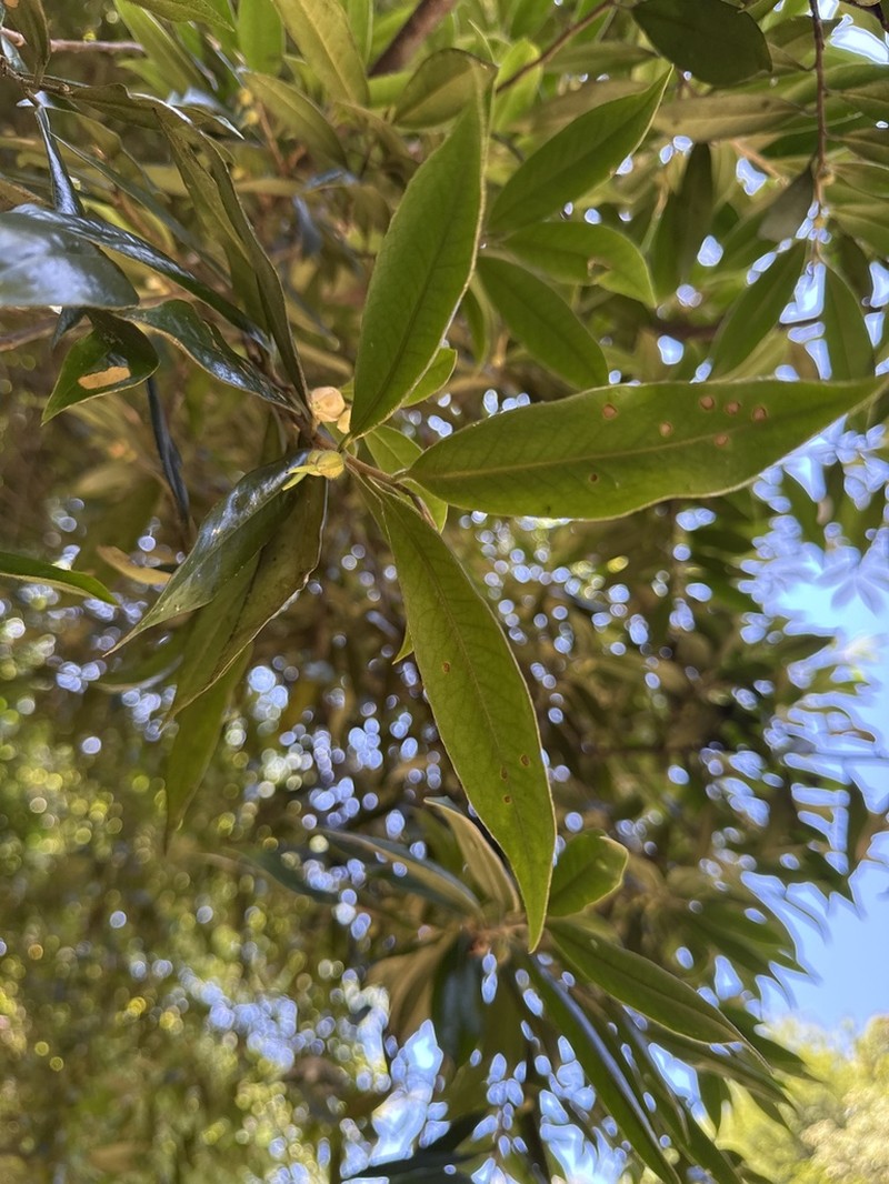 Adinandra lasiostyla photo 2