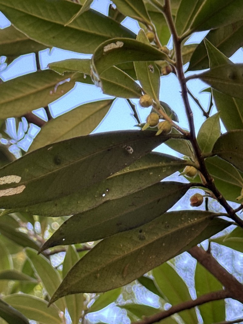 Adinandra lasiostyla photo 3