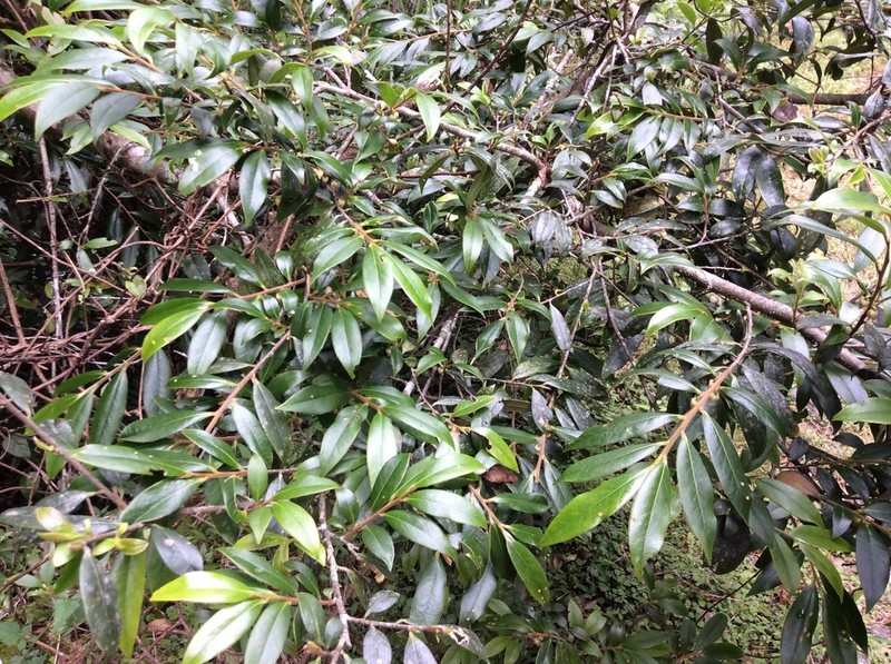 Adinandra lasiostyla photo 4