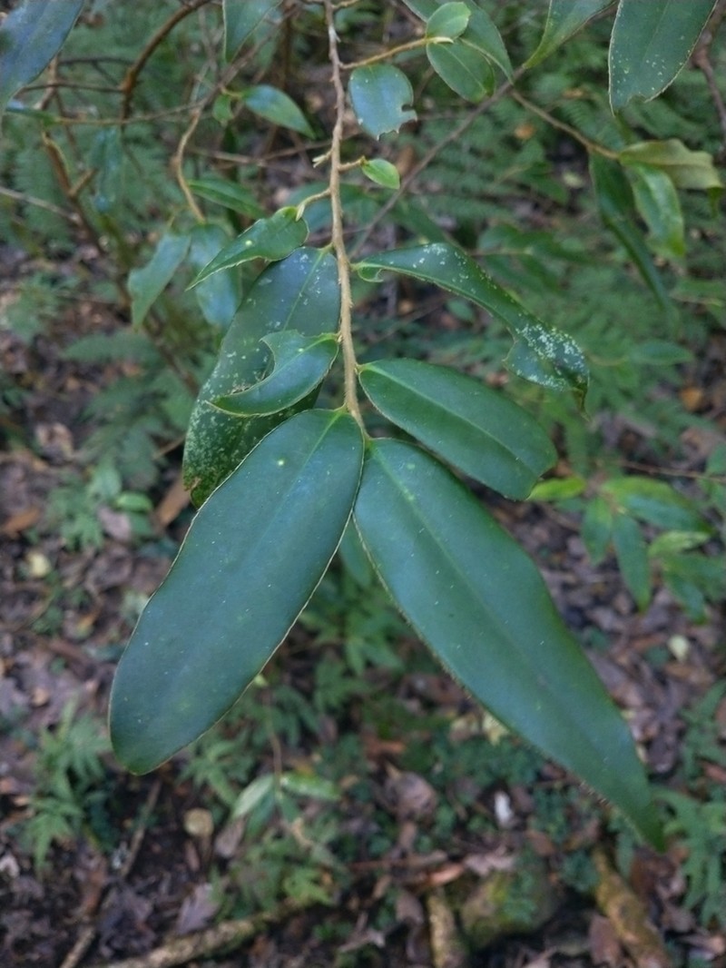 Adinandra lasiostyla photo 5