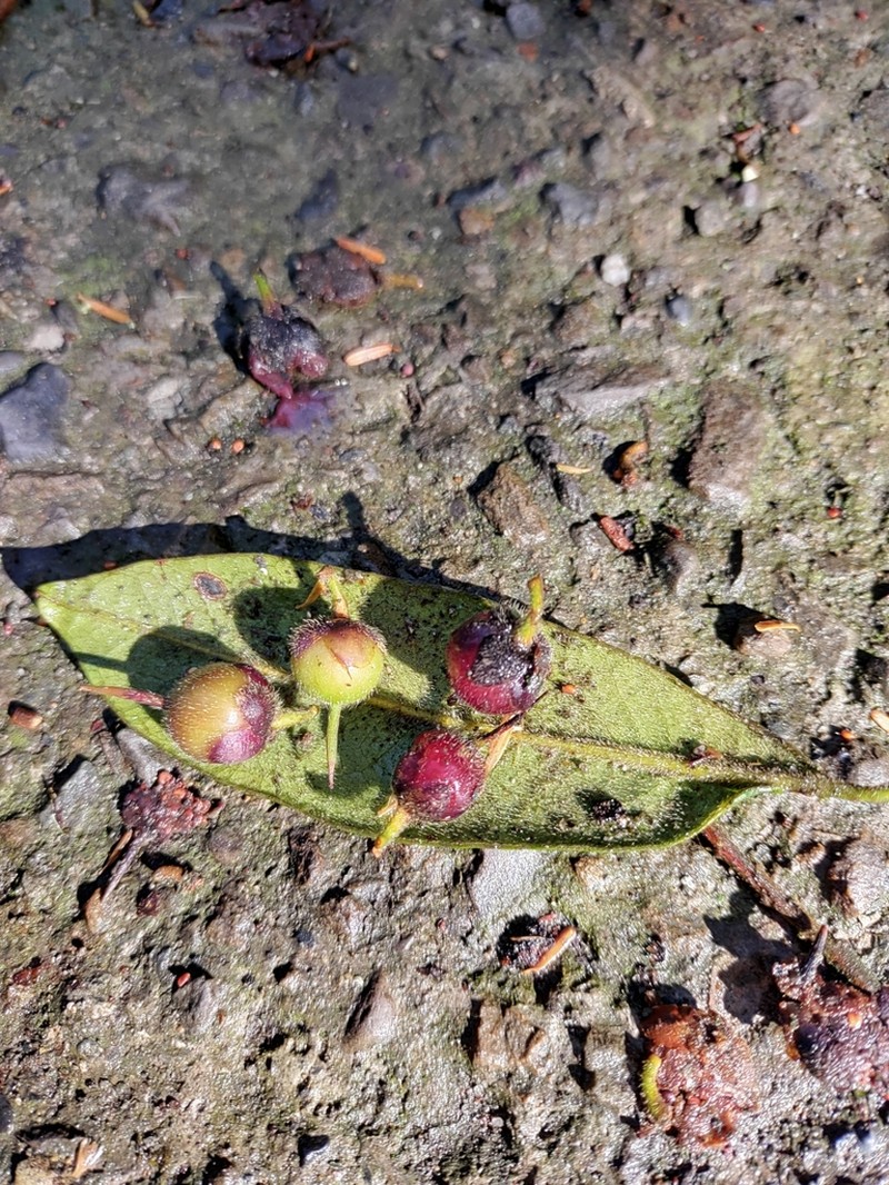 Adinandra lasiostyla photo 6