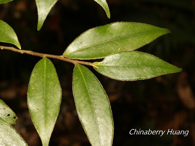 Adinandra lasiostyla photo 7