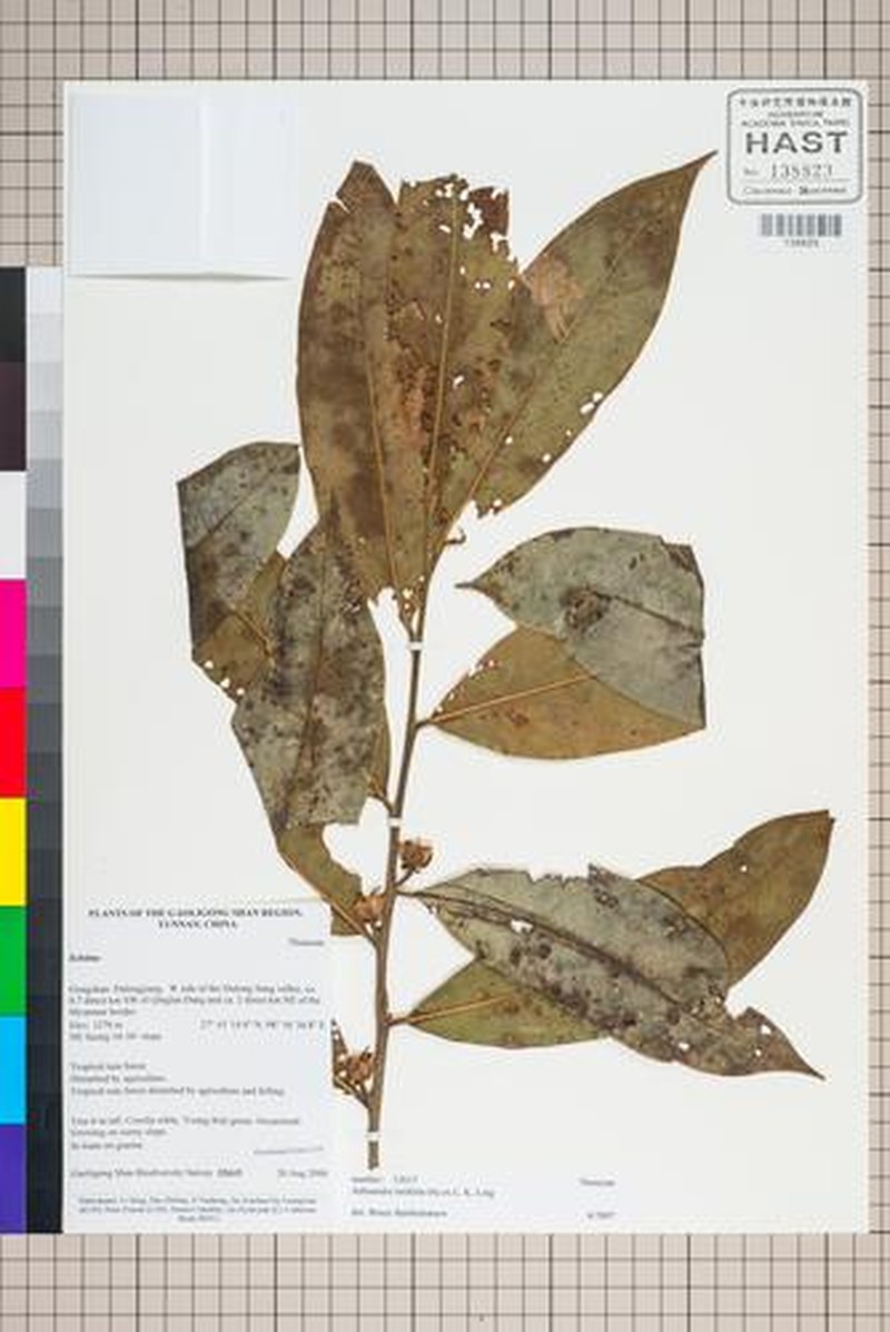 Adinandra latifolia