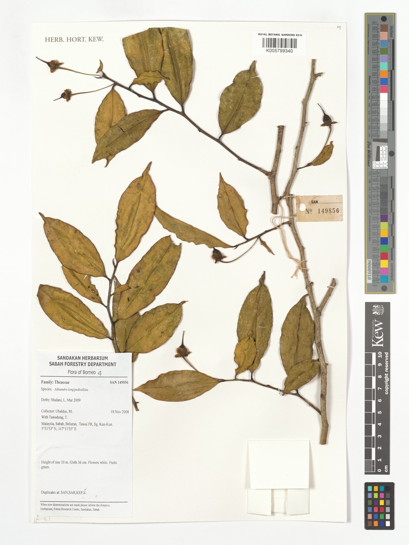 Adinandra longipedicellata