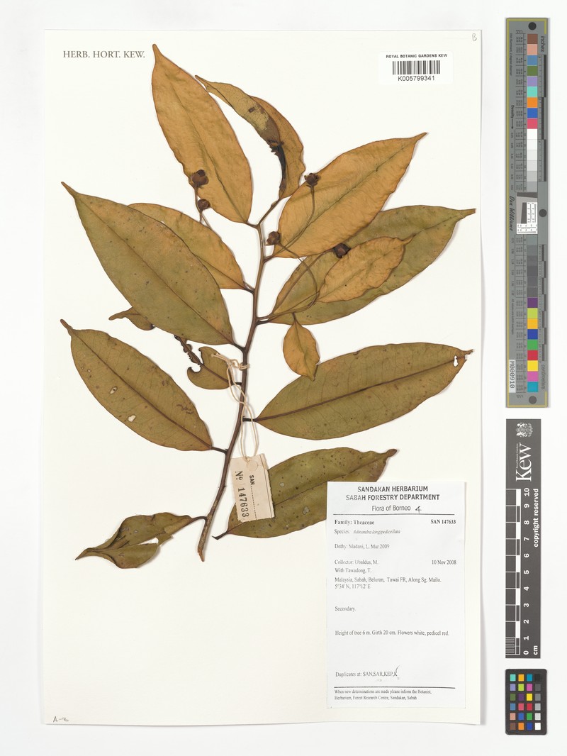 Adinandra longipedicellata photo 2
