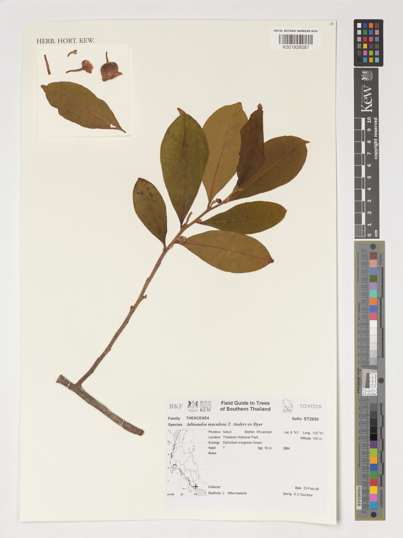 Adinandra maculosa